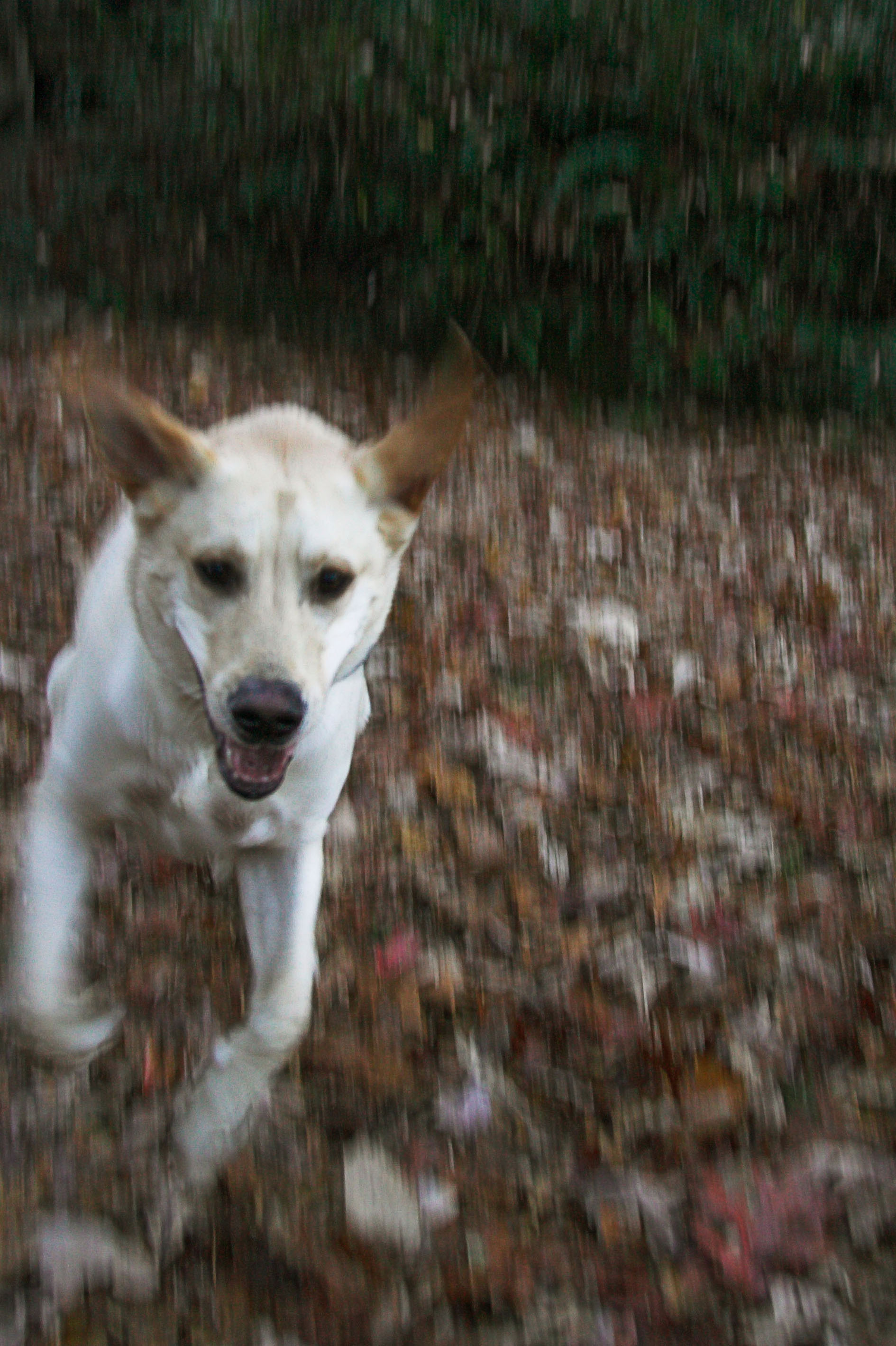 Tripawd Tuesday, Bo, Lab, three-legged