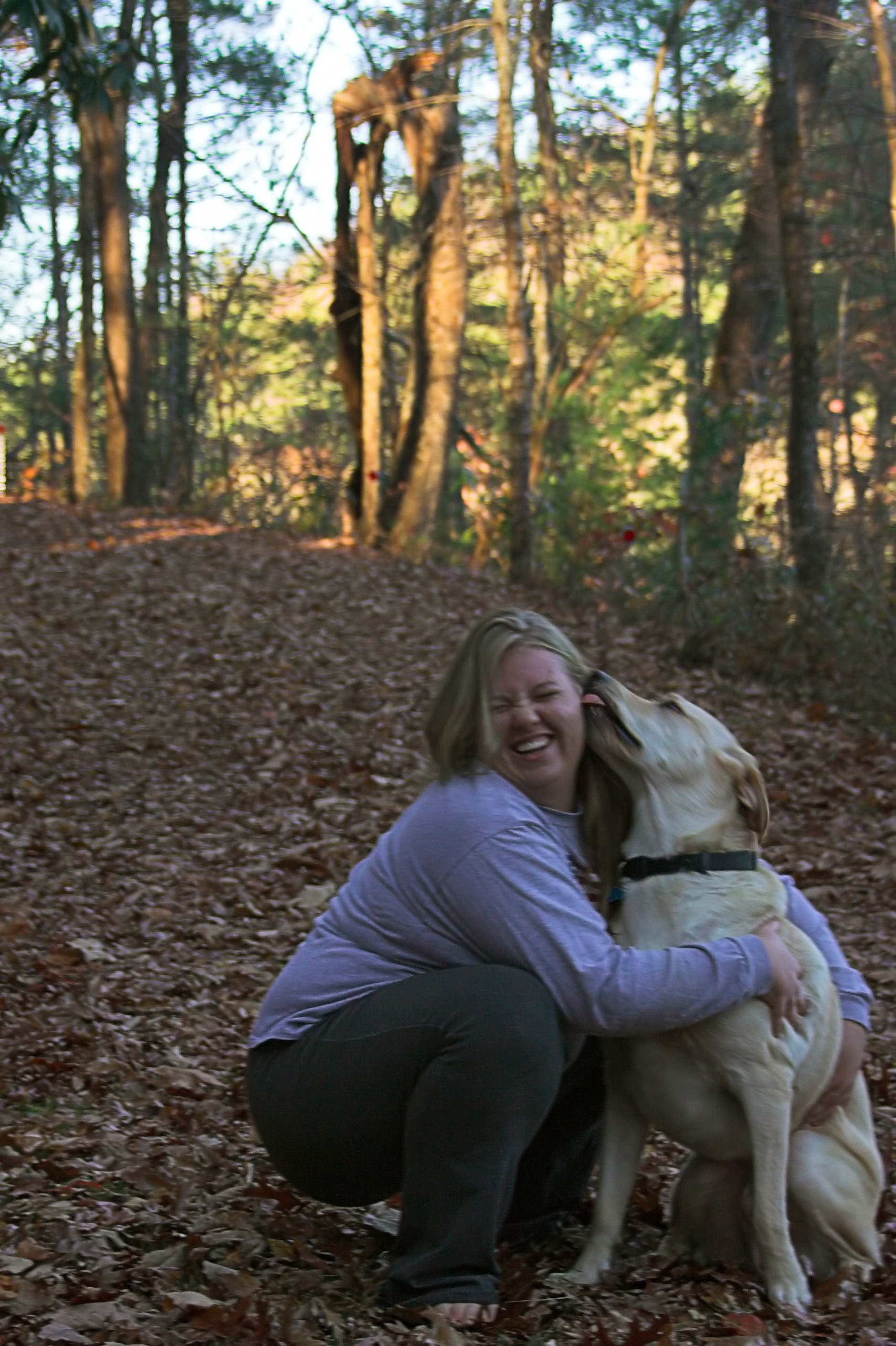 three-legged, Lab, tripawd